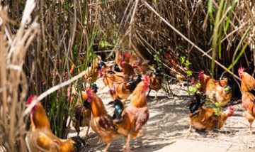 福州優(yōu)山神農(nóng)生態(tài)農(nóng)業(yè)有限公司全...