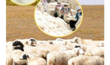 康鑫絨毛制品有限責(zé)任公司全景圖